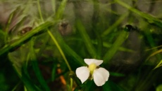 Kwitnąca sagittaria subulata