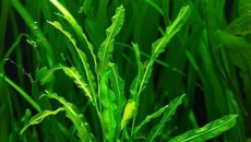 Potamogeton malaianus (Rdestnica malajska)