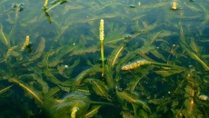 Potamogeton malaianus (Rdestnica malajska)