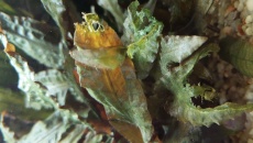 Obsada 112l