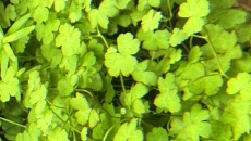 Monte Carlo i Hydrocotyle tripartita (Japan)
