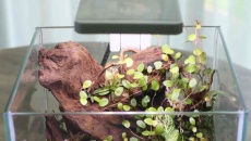 10L - nano paludarium - Totik