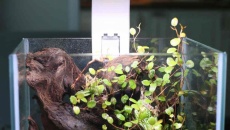 10L - nano paludarium - Totik