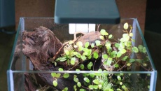 10L - nano paludarium - Totik