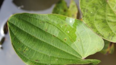 Echinodorus macrophyllus (Żabienica wielkolistna)