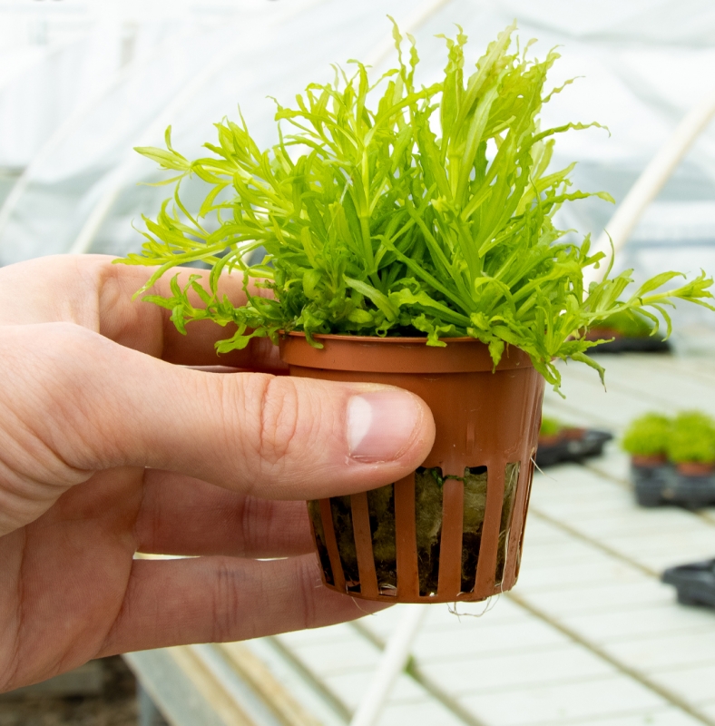 pogostemon-helferi.jpg