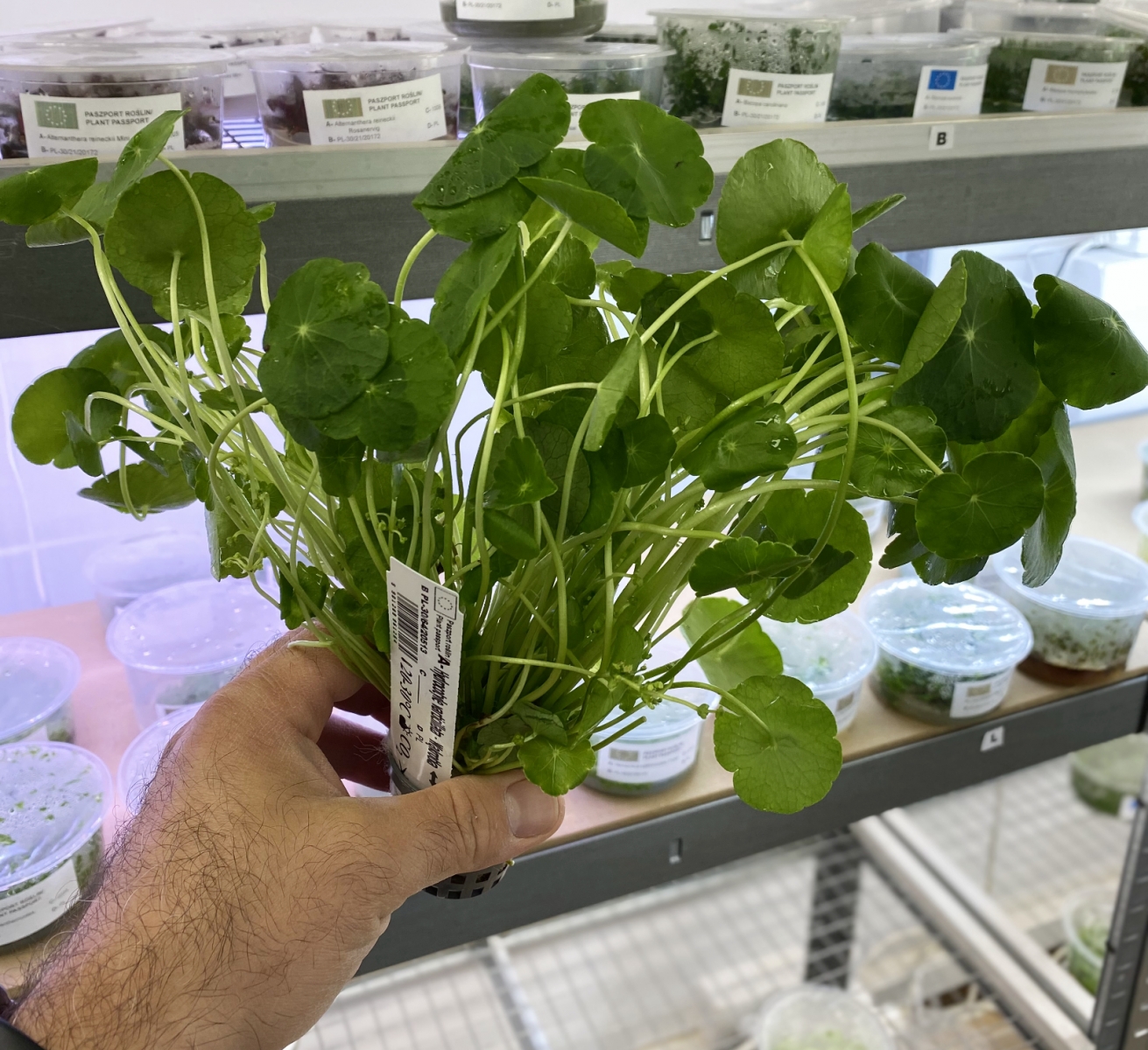 hydrocotyle-verticillata.jpg