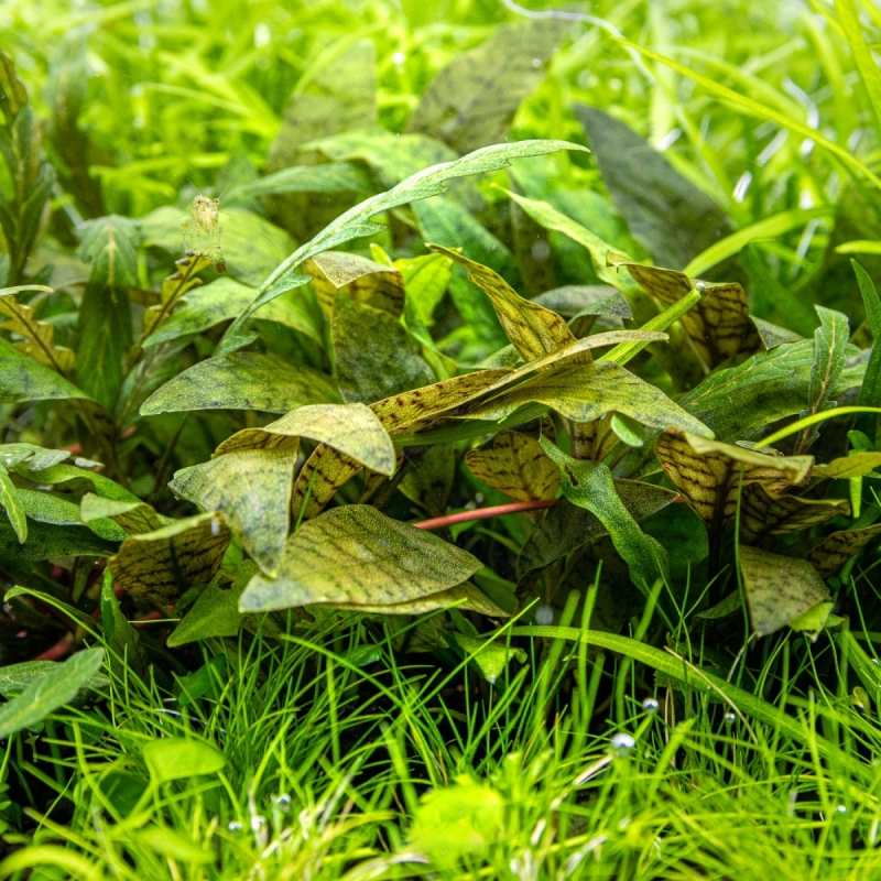 cryptocoryne-purpurea-1.jpg