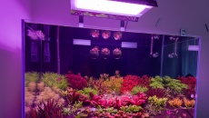 225L - Rotala Maflora - Sergiusz Musielewicz