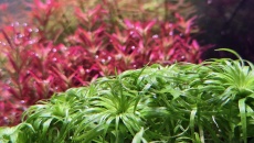 225L - Rotala Maflora - Sergiusz Musielewicz