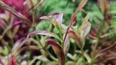 225L - Rotala Maflora - Sergiusz Musielewicz