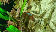 Cryptocoryna