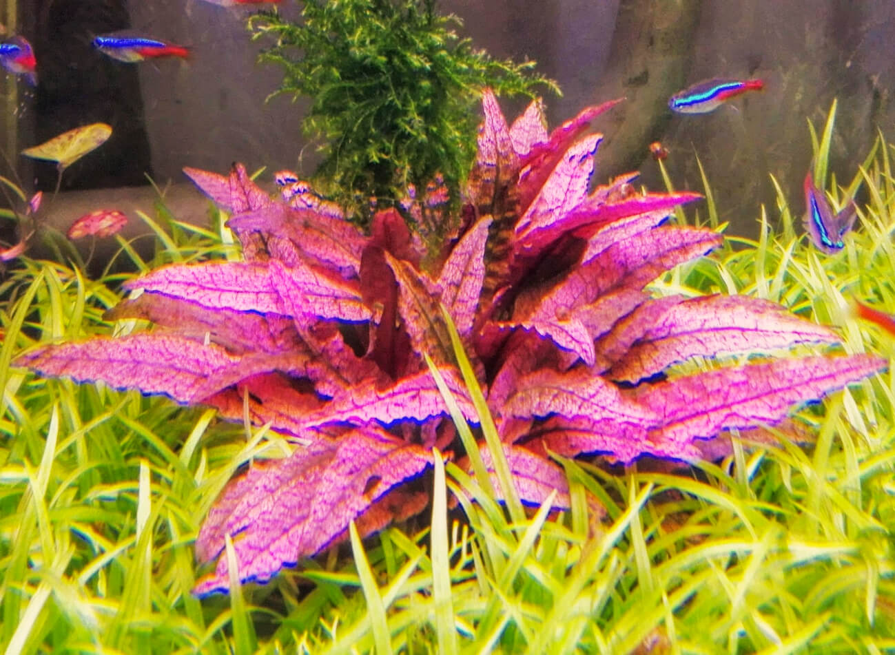 cryptocoryne-flamingo.jpg