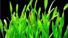 Vallisneria tortifolia (Nurzaniec skretnolistny)