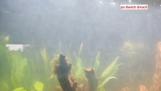 Moje pierwsze akwarium 105l, relacja, pytania, problemy