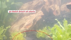 Moje pierwsze akwarium 105l, relacja, pytania, problemy