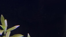 Akwarium 180l low tech- problem z roslinami