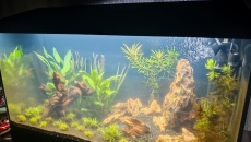 Moje pierwsze akwarium 105l, relacja, pytania, problemy
