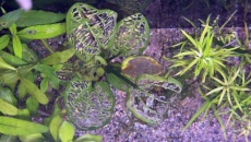 Akwarium 180l low tech- problem z roslinami