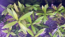 Akwarium 180l low tech- problem z roslinami