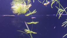 Akwarium 180l low tech- problem z roslinami