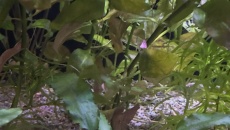 Akwarium 180l low tech- problem z roslinami