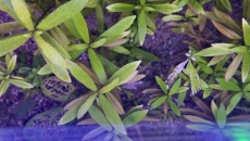 Akwarium 180l low tech- problem z roslinami