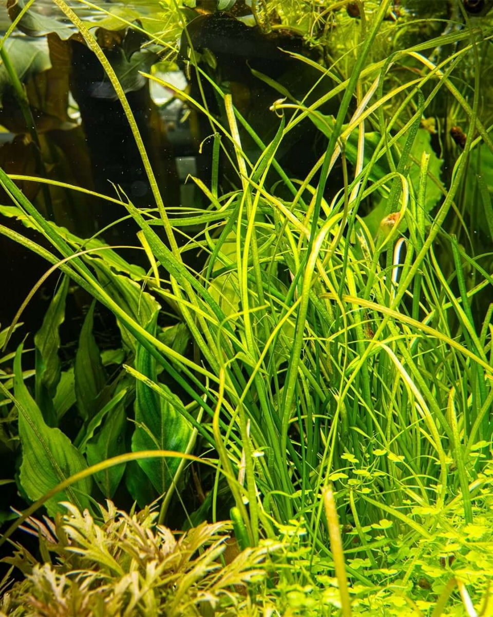 sagittaria-subulata-needle-leaf.jpg