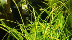 Sagittaria subulata Needle Leaf (Strzałka wąskolistna)