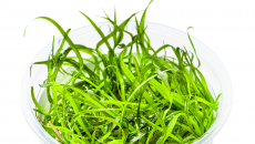 Sagittaria subulata Needle Leaf (Strzałka wąskolistna)