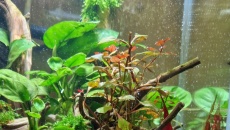 20l - Krewetkowy Korzeń - Gumloke