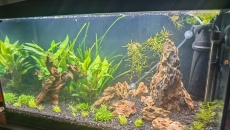 Moje pierwsze akwarium 105l, relacja, pytania, problemy