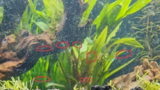 Moje pierwsze akwarium 105l, relacja, pytania, problemy