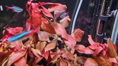 Ludwigia repens Rubin