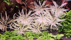 Ludwigia repens Rubin