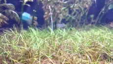 Eleocharis parvula pytanie