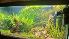 Moje pierwsze akwarium 105l, relacja, pytania, problemy