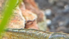 Moje pierwsze akwarium 105l, relacja, pytania, problemy