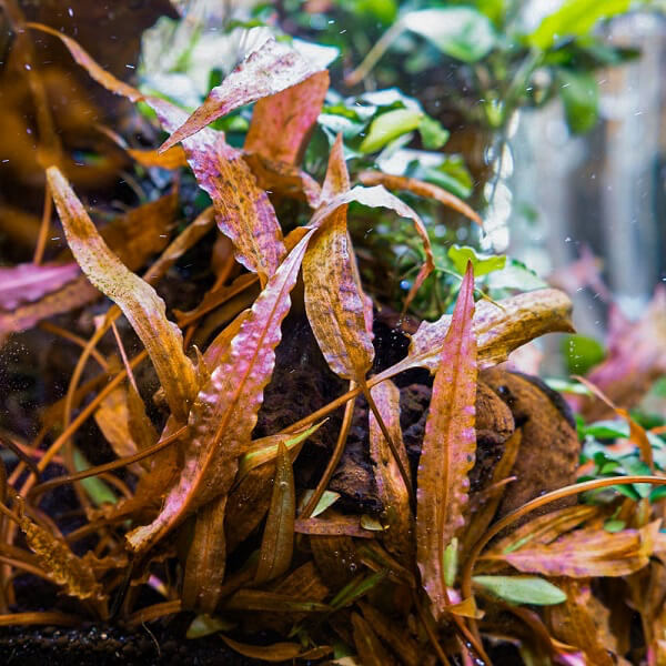 cryptocoryne-affinis-red.jpg