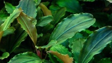 Bucephalandra maya