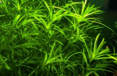 Najas guadalupensis 'Guppy grass' (Najas mały)