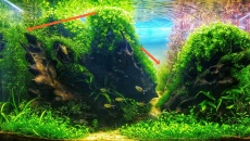 Najas guadalupensis 'Guppy grass' (Najas mały)