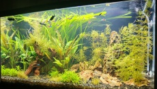 Moje pierwsze akwarium 105l, relacja, pytania, problemy