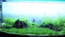 [54l] Zielone