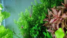 Pomoc w identyfikacji glonów (wgraj zdjęcie)