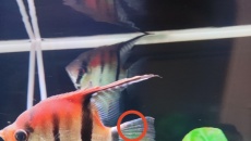 Choroba u skalarów Manacapuru Red back
