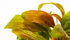 Lysimachia parvifolia RED