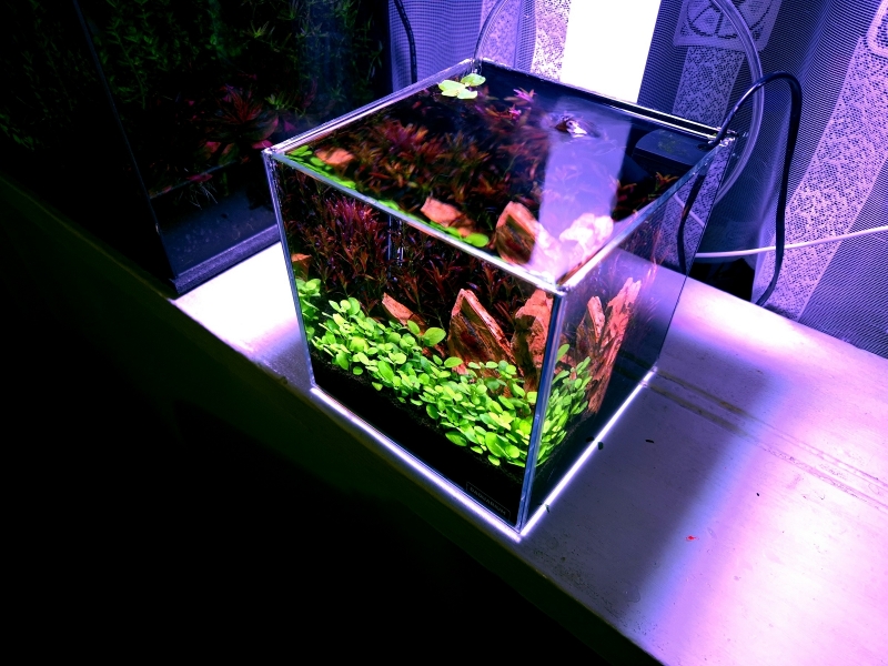 5l.jpg
