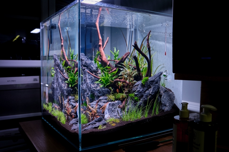 _DSF8200.jpg