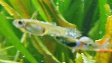 Moje pierwsze akwarium 105l, relacja, pytania, problemy